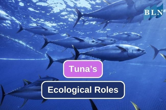 The Vital Ecological Role of Tuna in Sustaining Marine Ecosystems